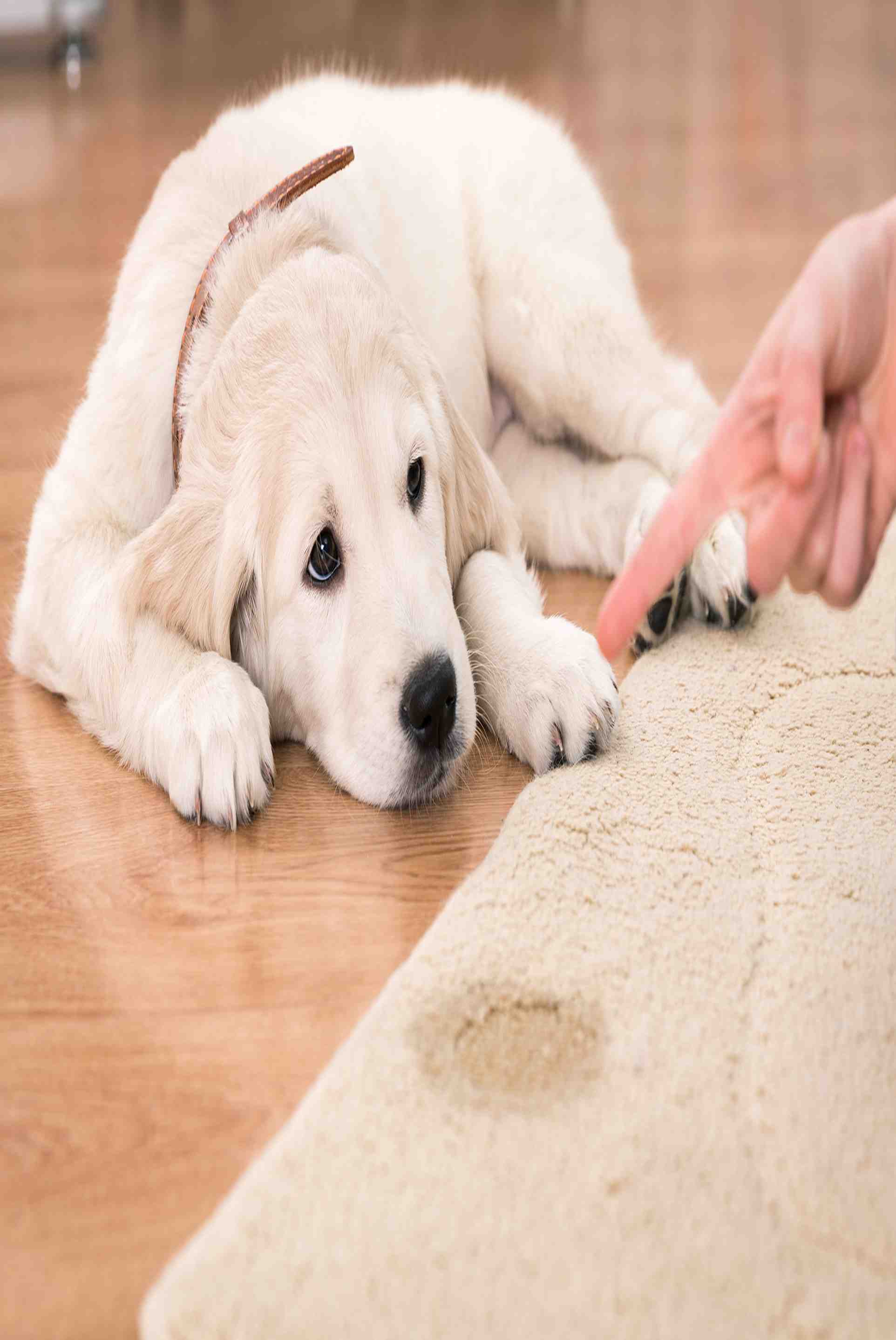 Pet Stain and Odor Removal